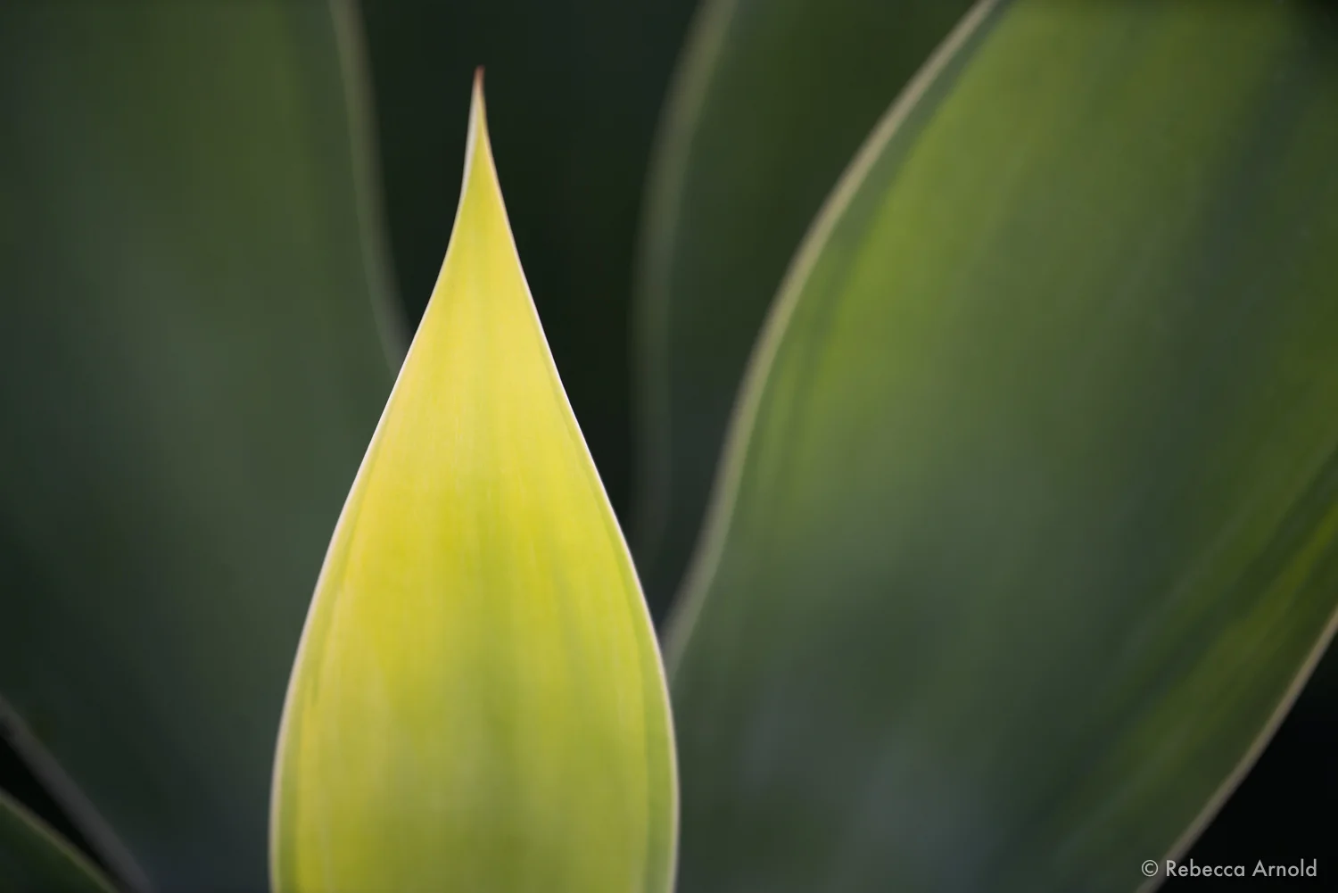 Agave Lumină, California, USA 2017 16" x 24" | 24" x 36" | Custom Sizes PURCHASE Archival Pigment Print Edition: 150