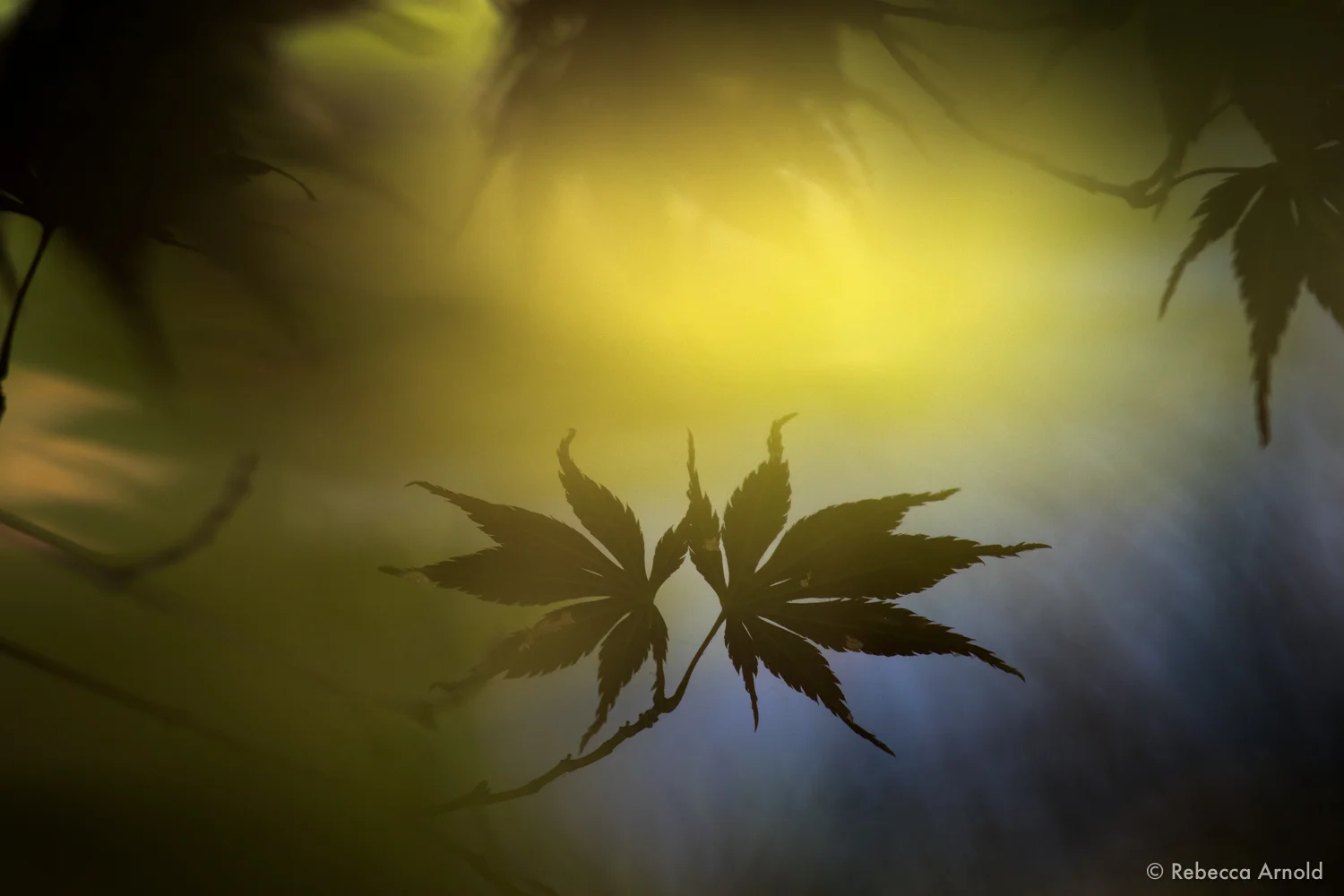 Kappuru, New York, USA 16" x 24" | 24" x 36" | Custom Sizes PURCHASE Archival Pigment Print Edition: 150