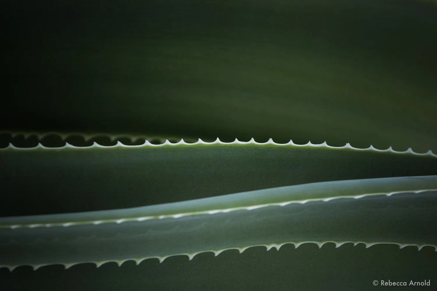 Succulent Wave, NY, USA 2015 16" x 24" | 24" x 36" | Custom Sizes PURCHASE Archival Pigment Print Edition: 150