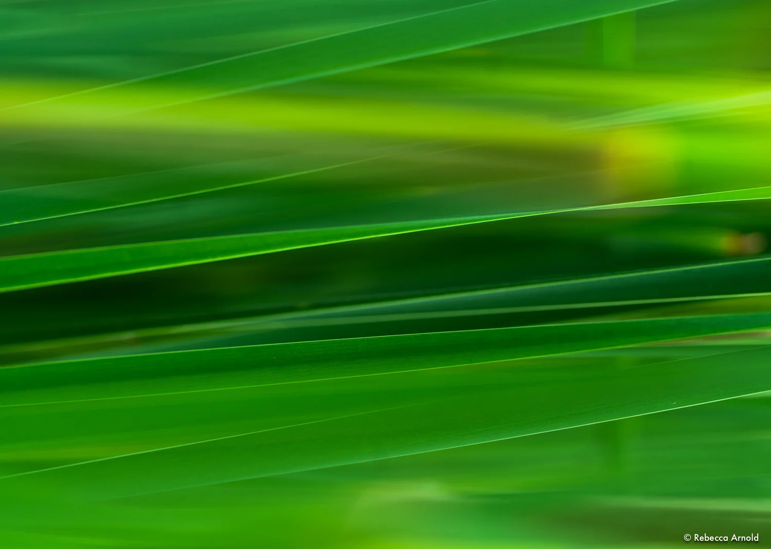 Electric Greens, Michigan, USA 2018 16" x 24" | 24" x 36" | Custom Sizes PURCHASE Archival Pigment Print Edition: 150