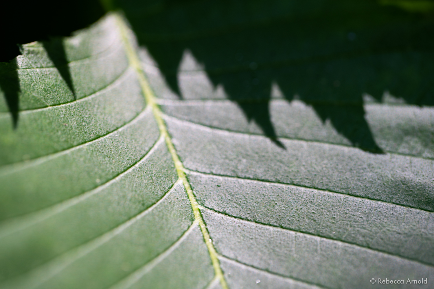 Leaf Graphic, Michigan, USA 2018 16" x 24" | 24" x 36" | Custom Sizes PURCHASE Archival Pigment Print Edition: 150