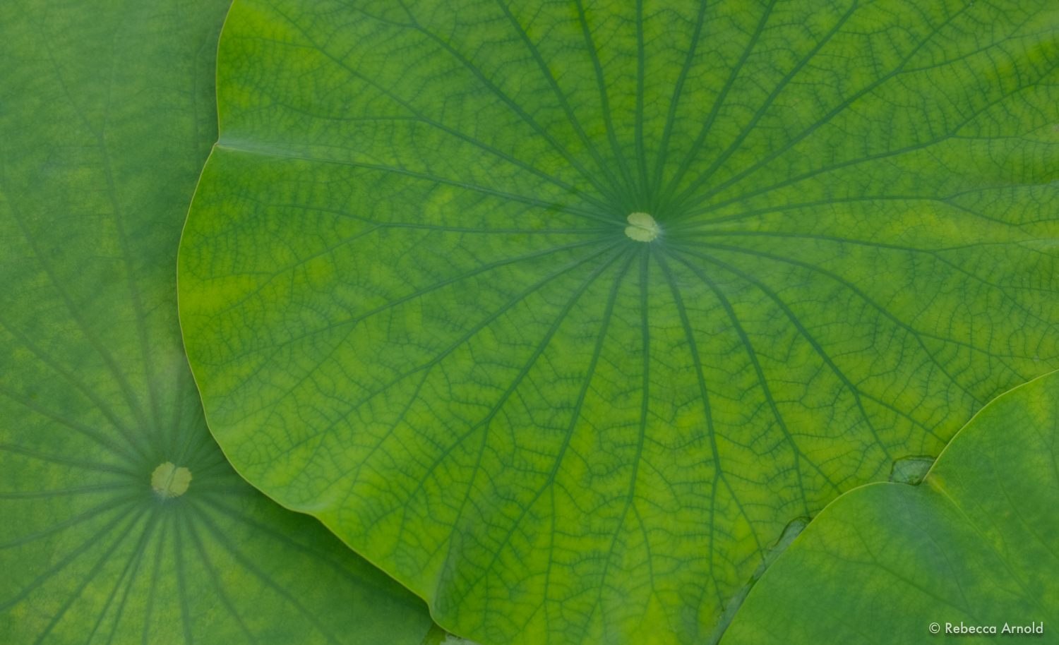 China Lotus, NY, USA 2018 16" x 24" | 24" x 36" | Custom Sizes PURCHASE Archival Pigment Print Edition: 150