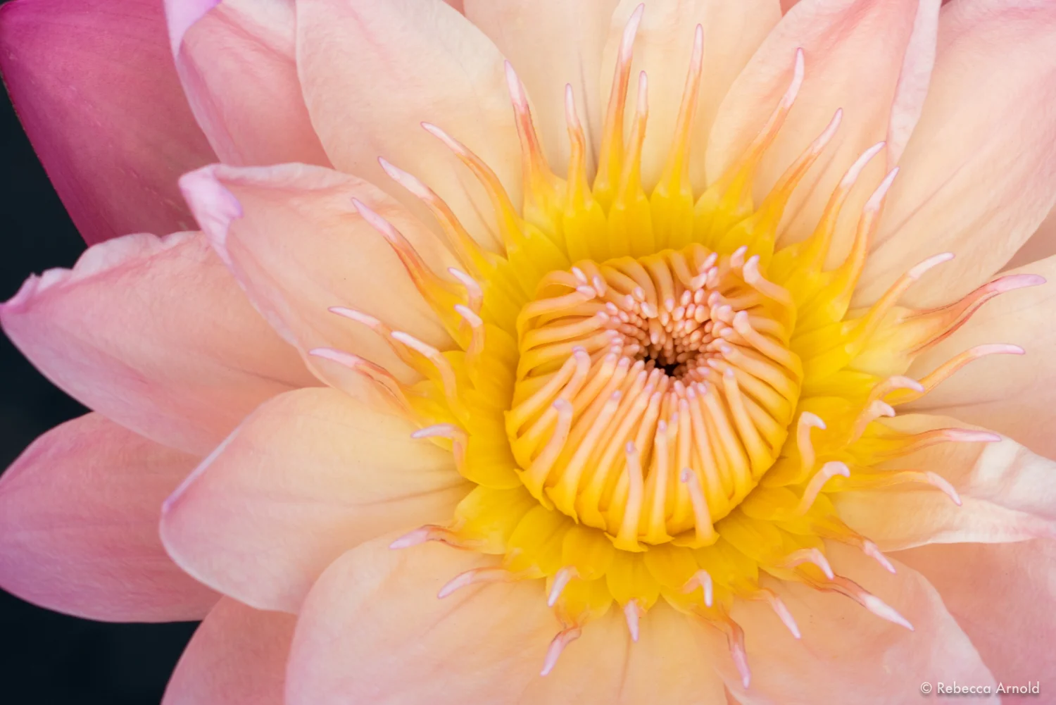 Blissful Lotus, NY, USA 2018 16" x 24" | 24" x 36" | Custom Sizes PURCHASE Archival Pigment Print