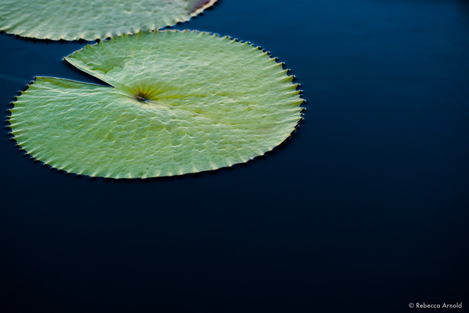 Still Blue, NY, USA 2019 16" x 24" | 24" x 36" | Custom Sizes PURCHASE Archival Pigment Print Edition: 150