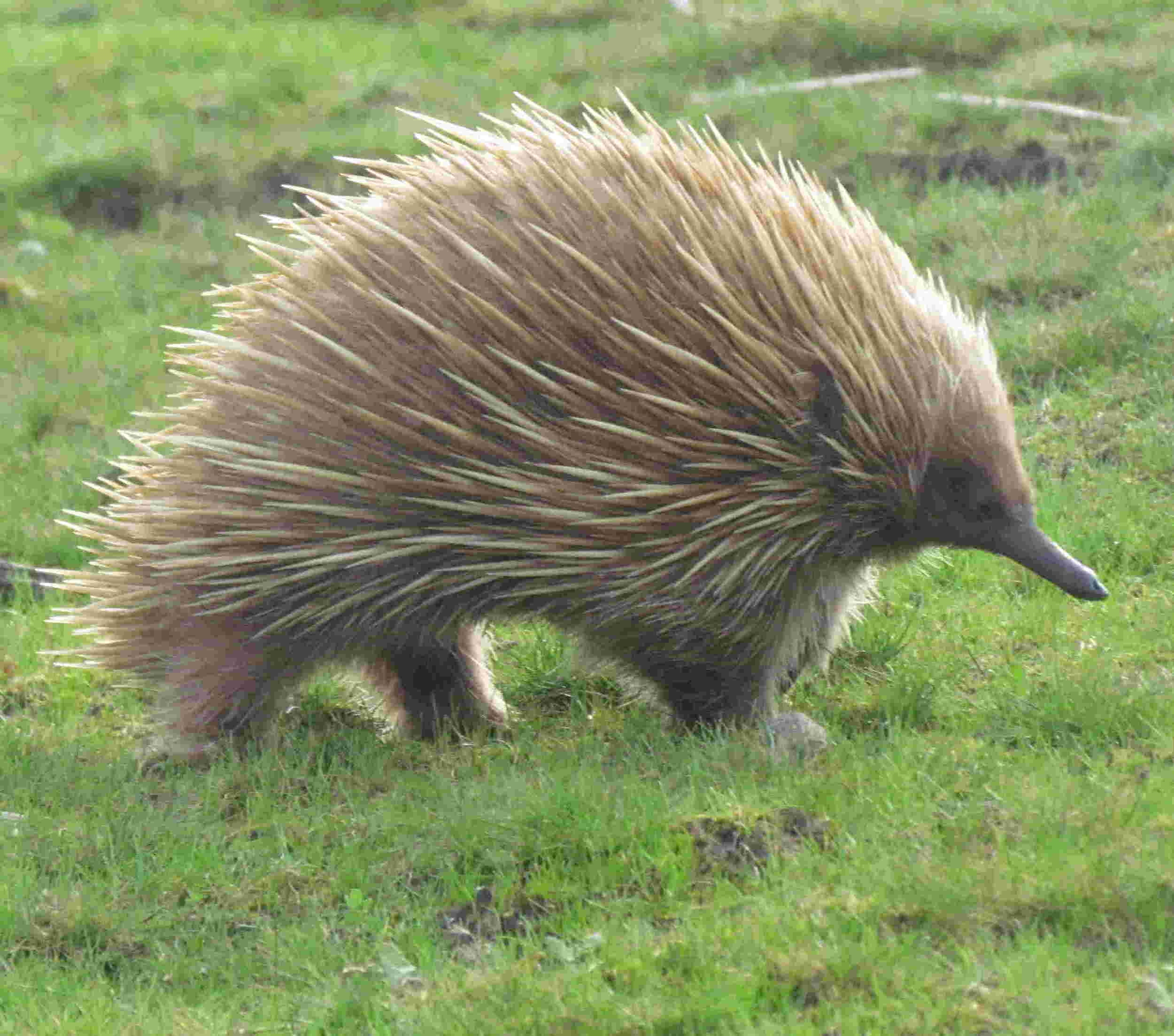 Short Beaked Echidna