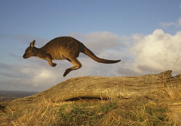 Image courtesy of National Geographic