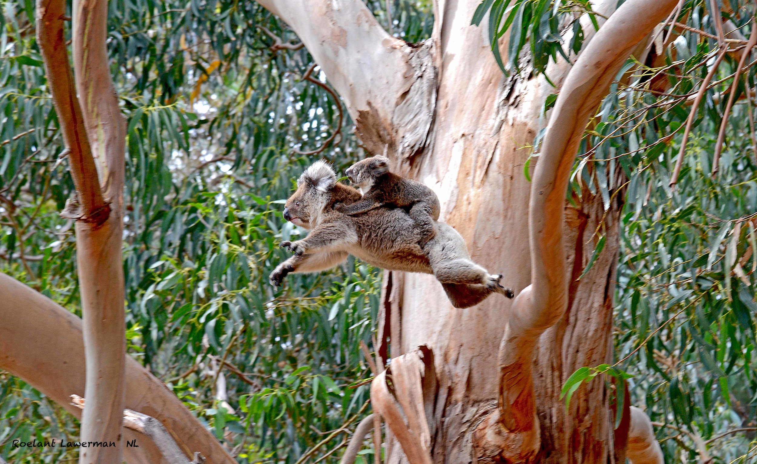 Kangaroo Island  Wildlife