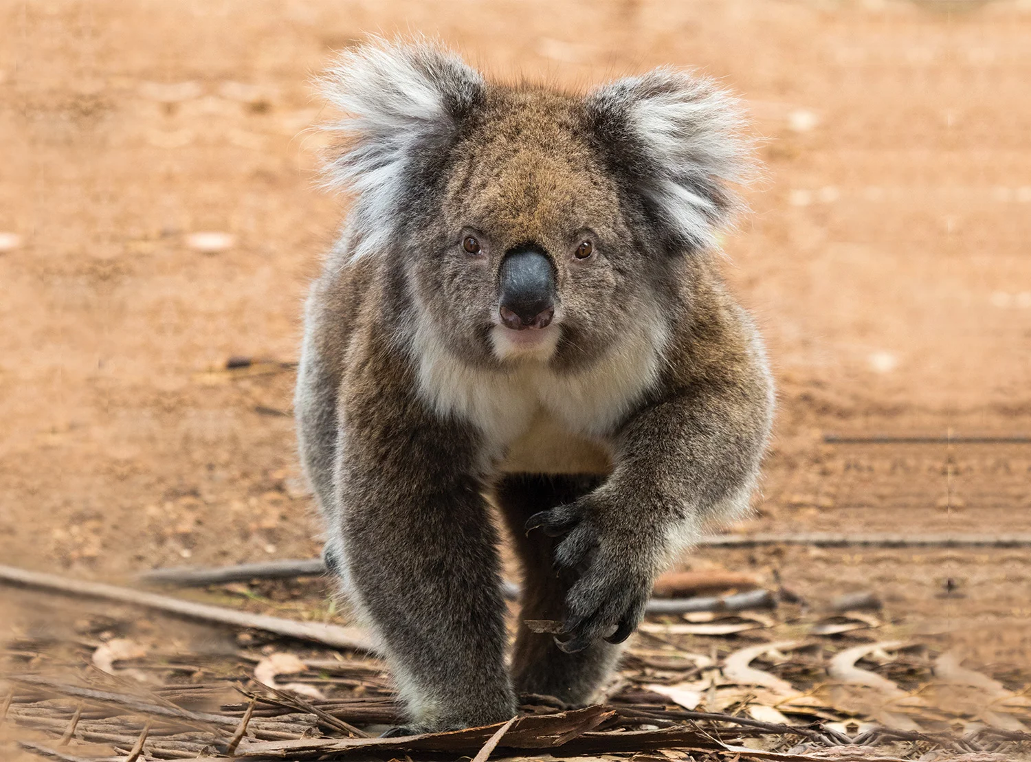 Kangaroo Island Wildlife Viewing at it's best