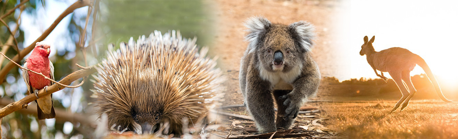 Kangaroo Island Wildlife Tours at Hanson Bay Wildlife Sanctuary