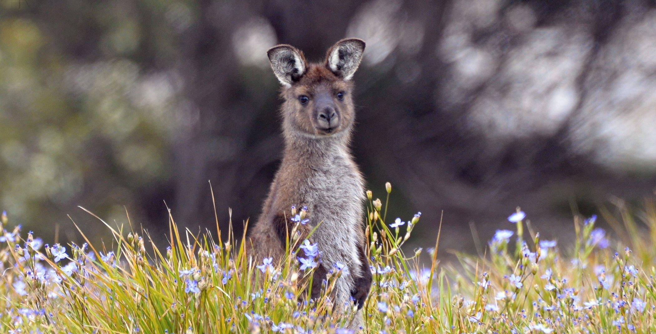 Kangaroo Island Wildlife