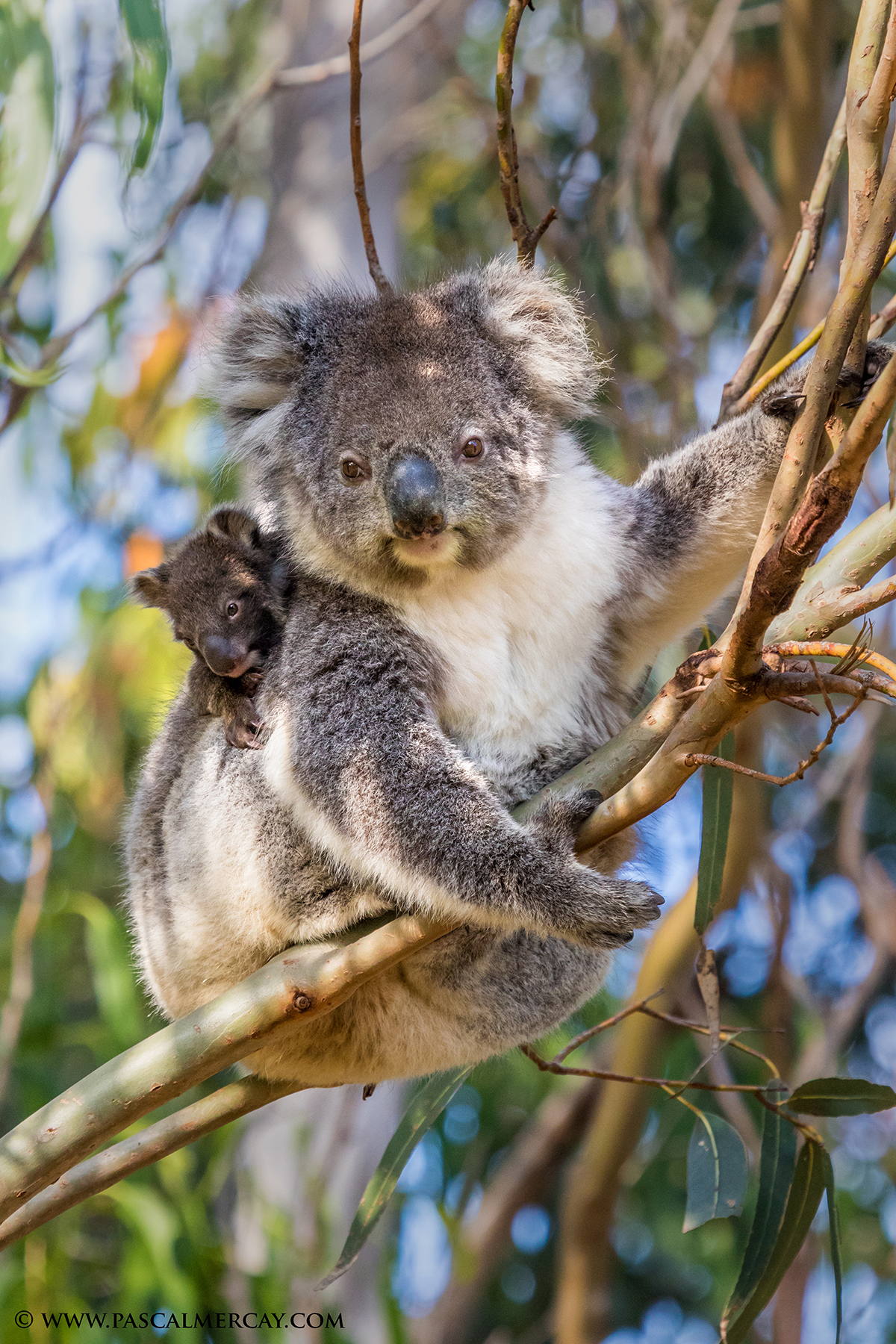 Koala_Joey.jpg