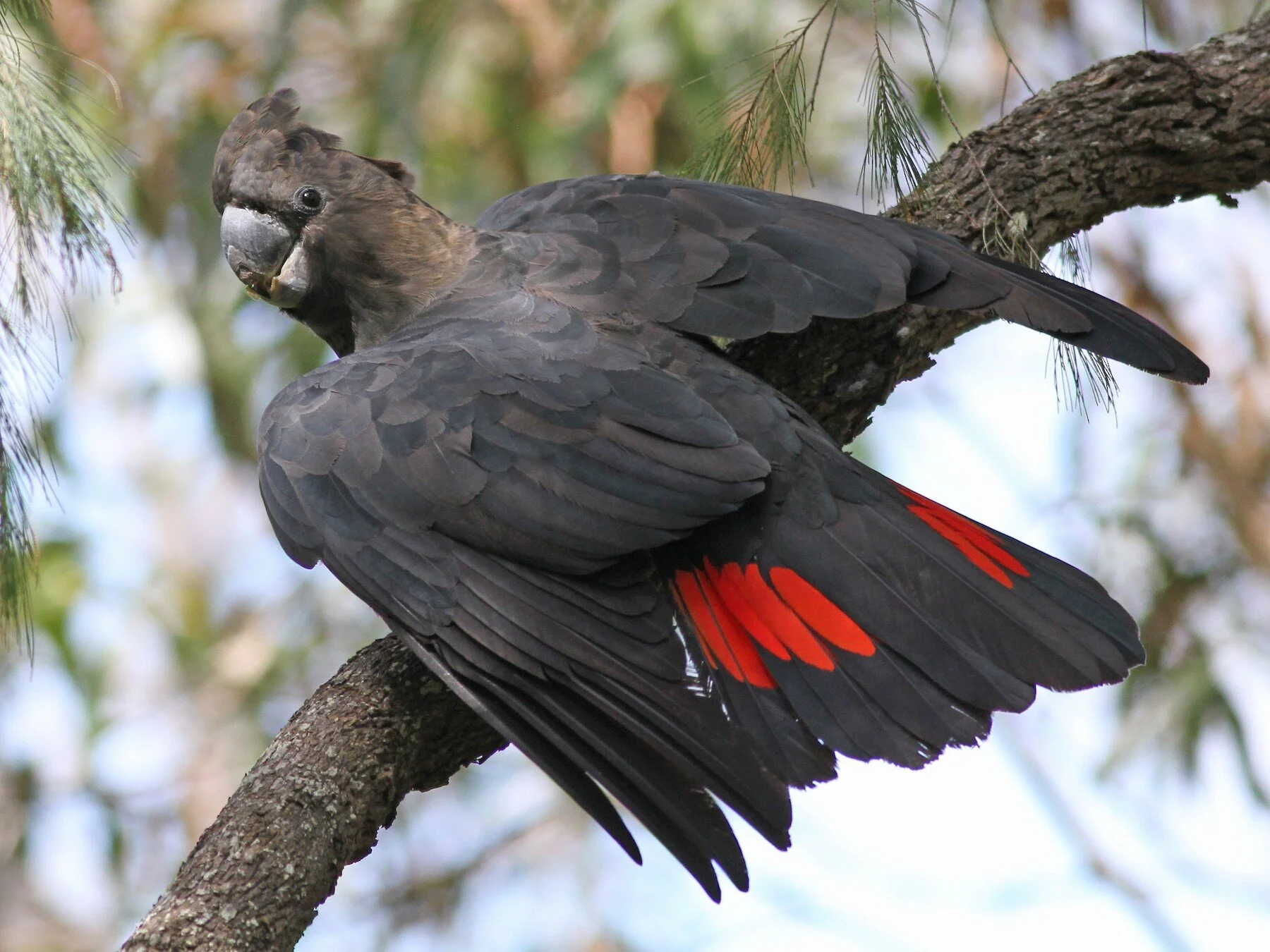 Glossy Black Cockatoos After the Bushfire
