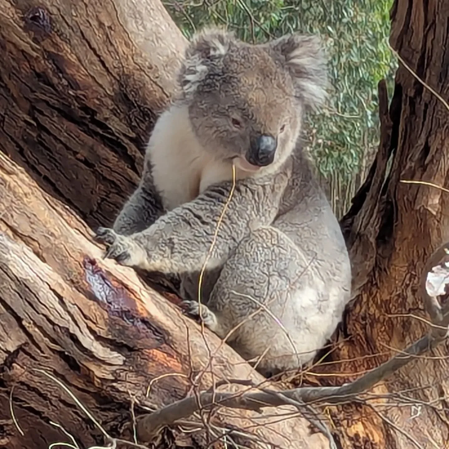 It's mating season. Come on a tour to see and especially to hear it #seeaustralia #seesouthaustralia #authentickangarooisland #kangarooIsland