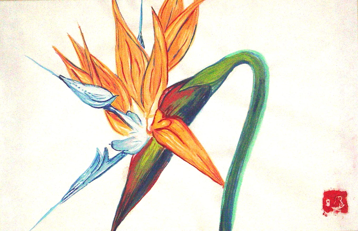Bird of Paradise