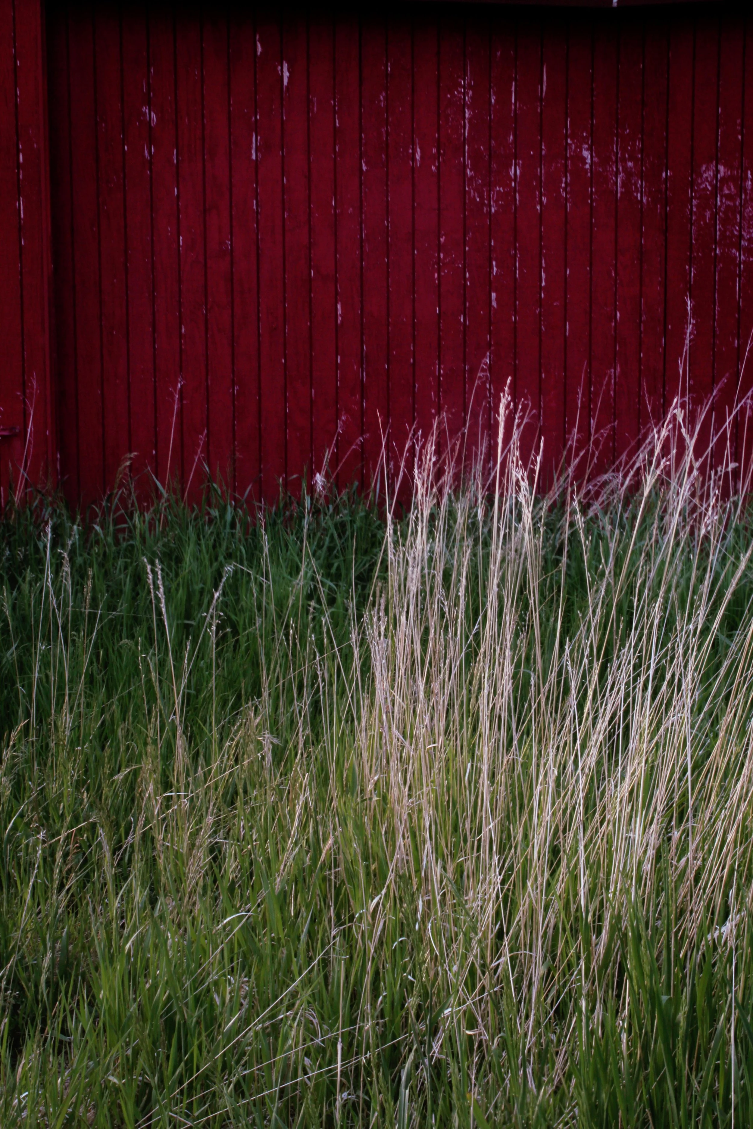 The dead winter grass is dispersed throughout the new spring grass in front of my barn. 