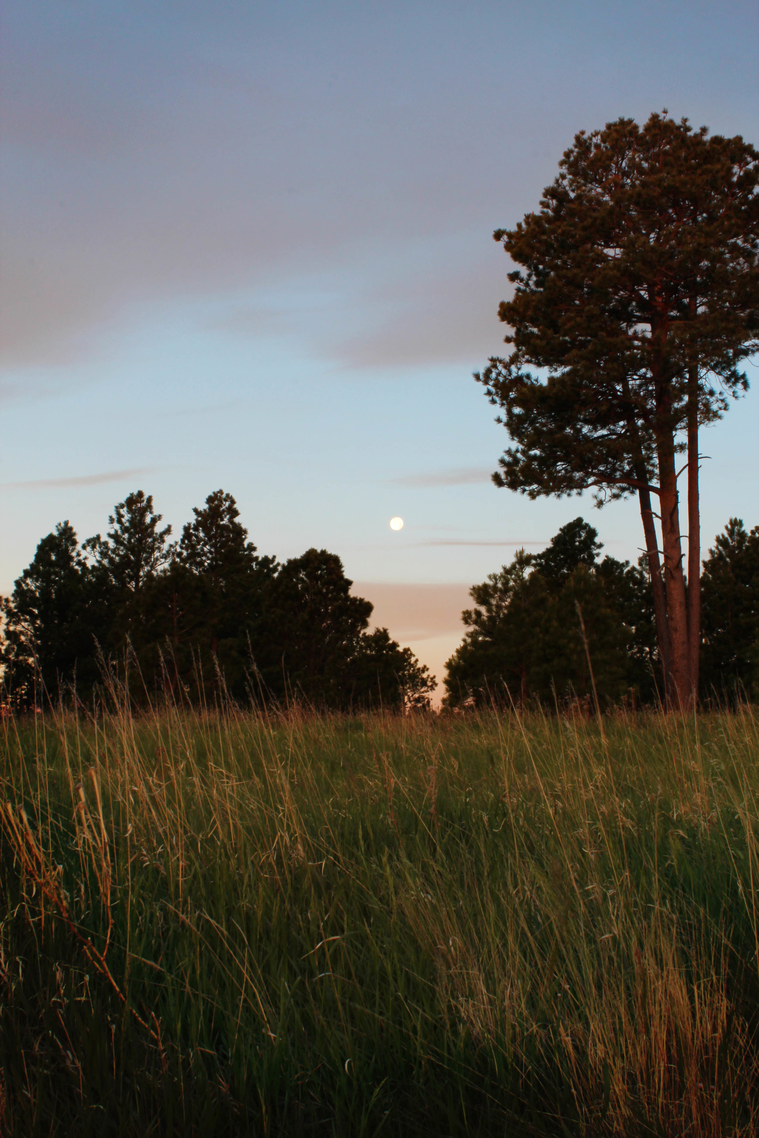 The combination of growing and dying grass is beautiful, isn't it?