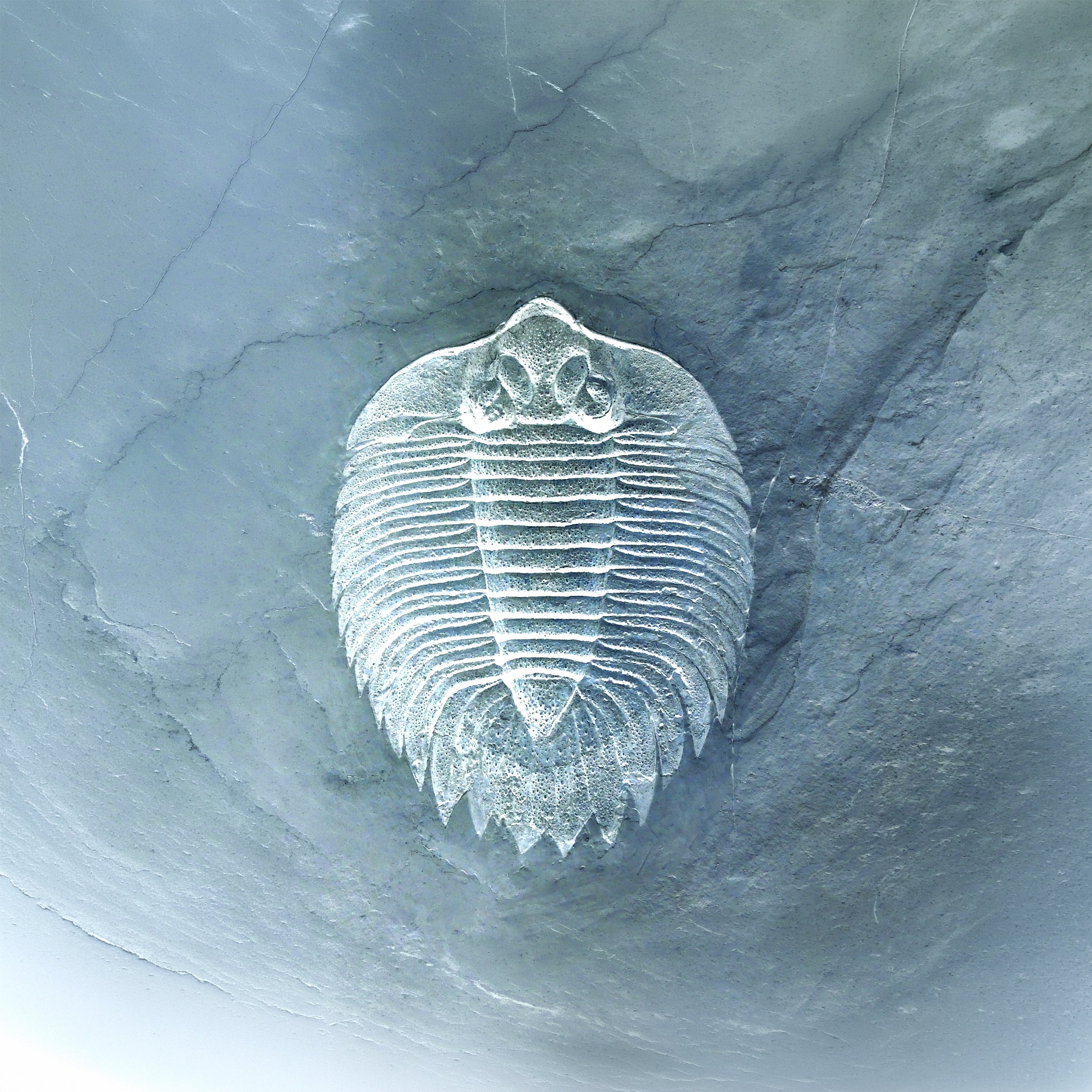 Trilobite - New Music