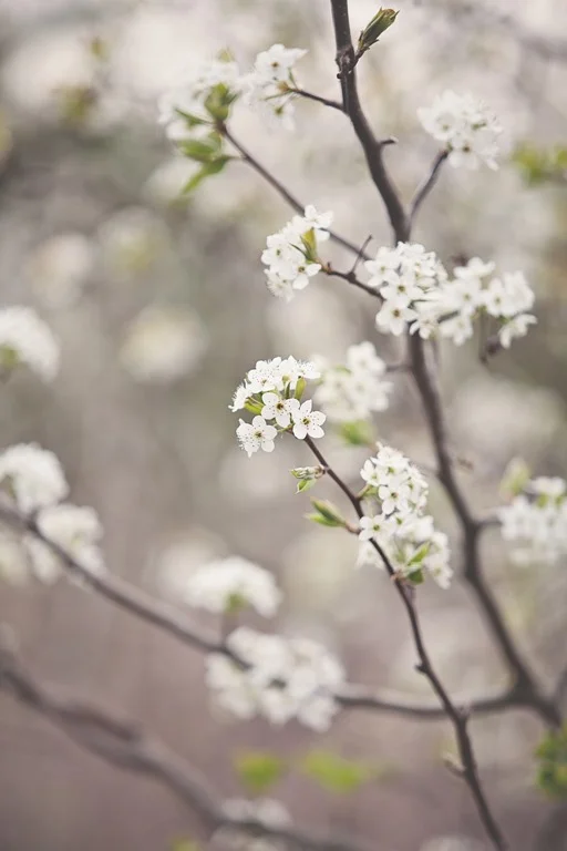 The First Day of Spring: 8 Springtime Quotes to Inspire