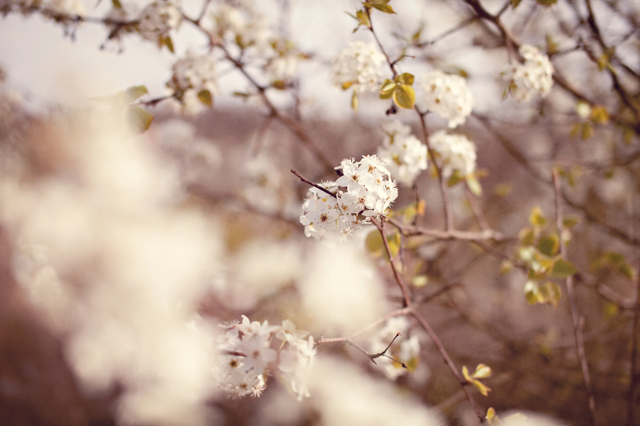 Spring Lovely - by Revival Photography
