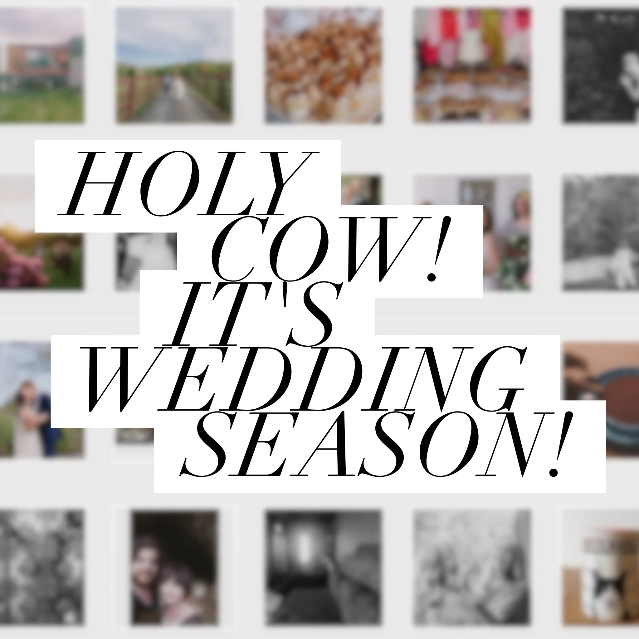 What's new? Holy Cow, it's Wedding Season!