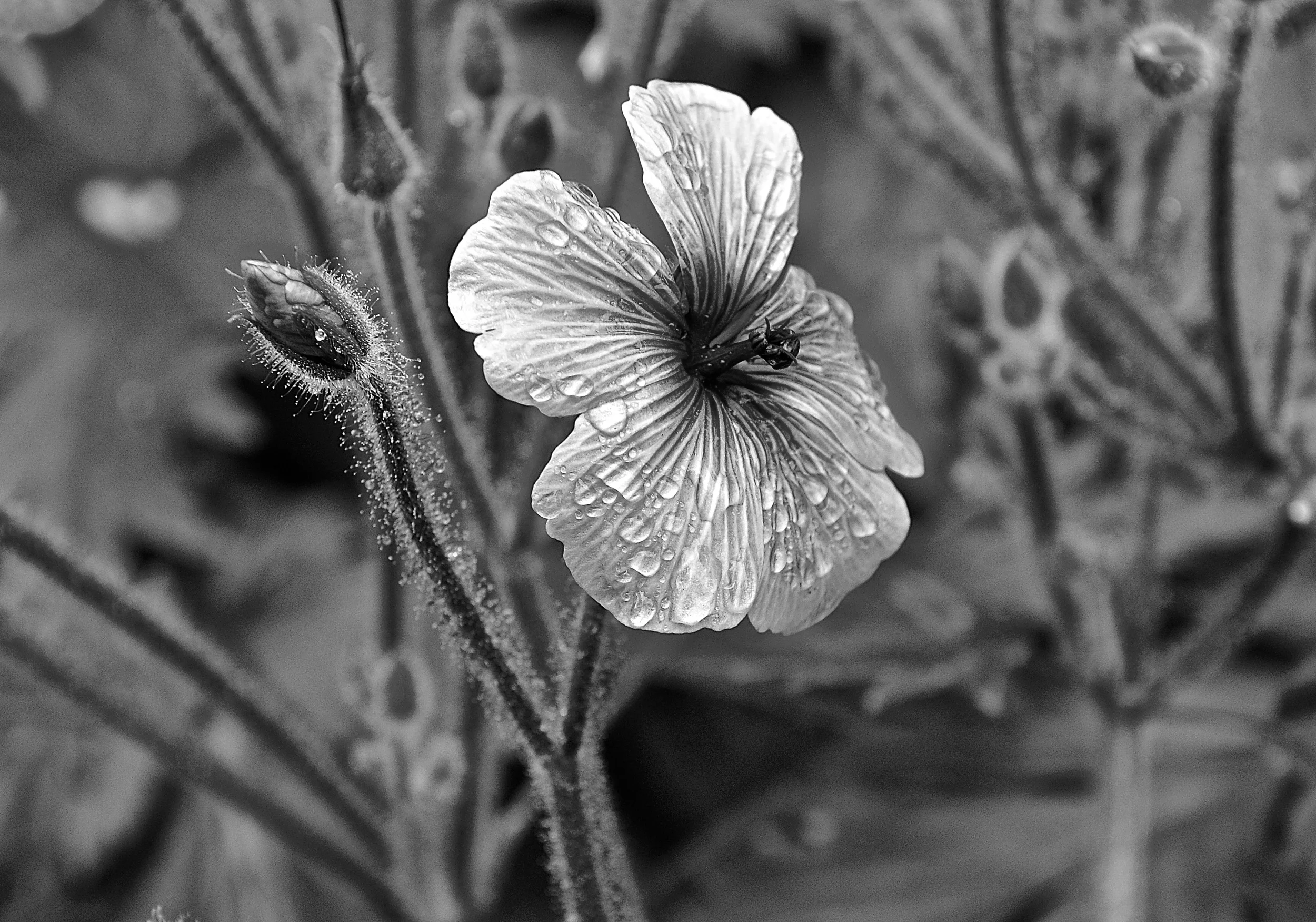 DSC_0119.JPG