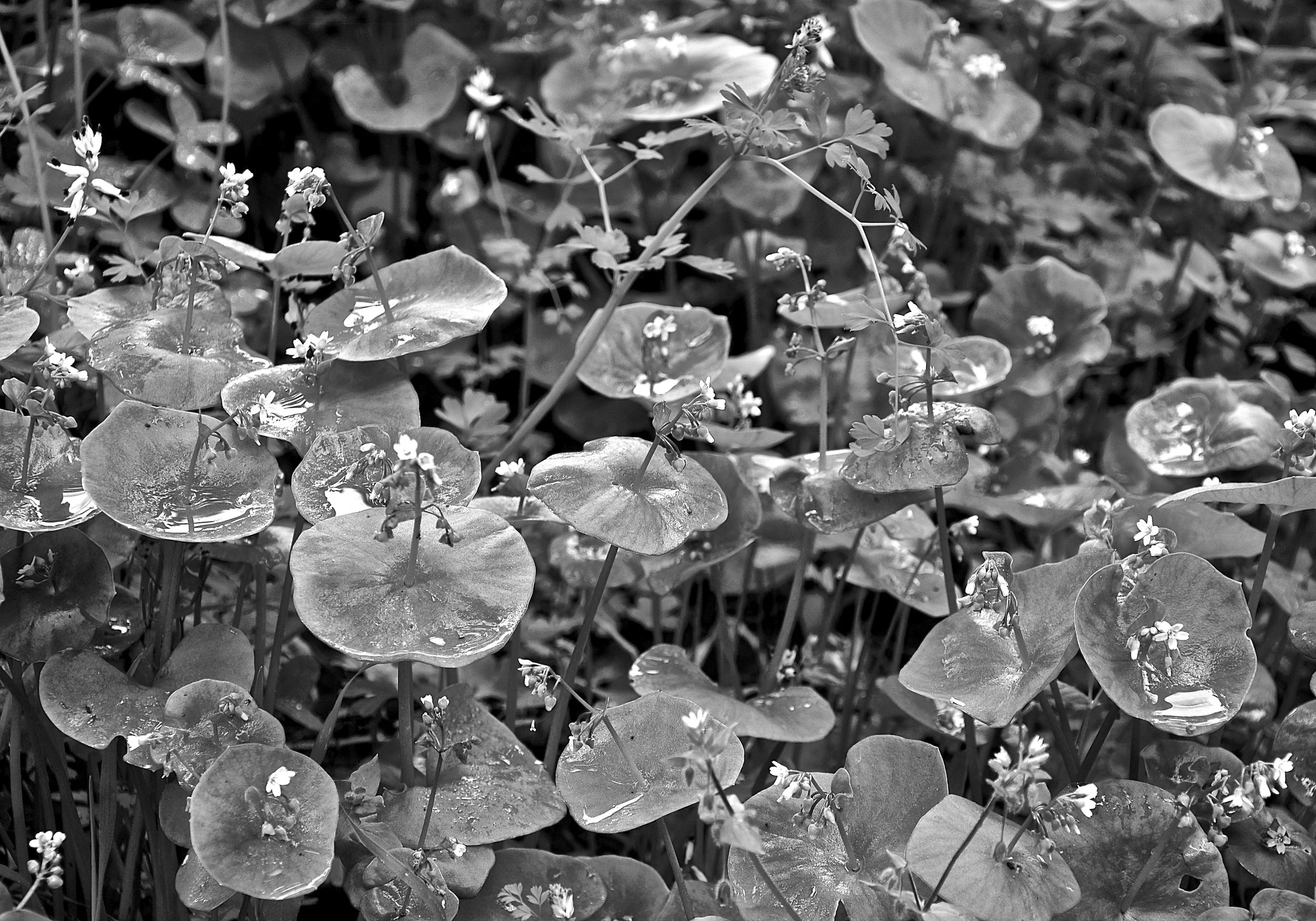 DSC_0298.JPG