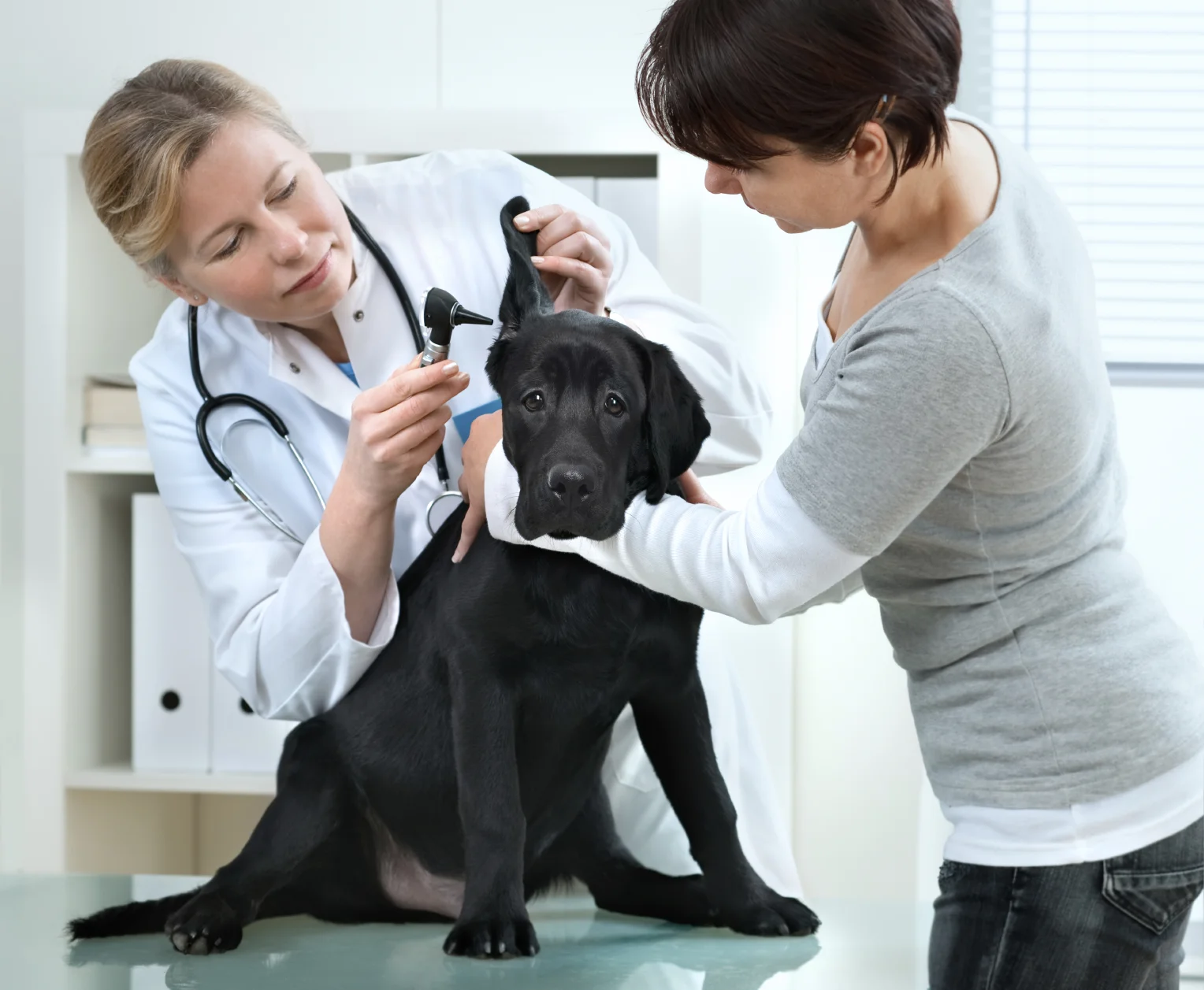 End-User: Dog vs Customer: Dog Owner - Image Source: wcvh.com.au