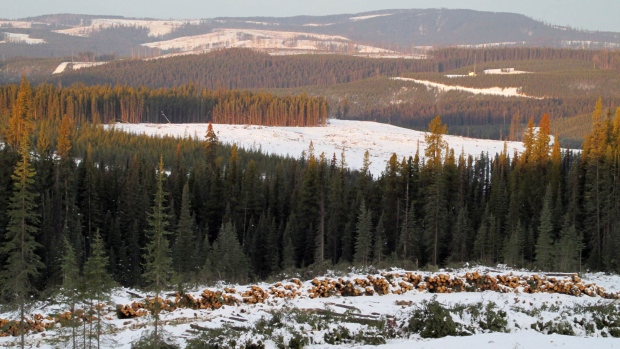 A fresh cutblock up the Ghost mainline is shown in this handout photo near Grande Cache, Alberta taken early winter of 2013. (Darcy Handy / THE CANADIAN PRESS)