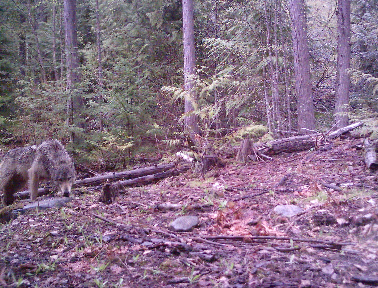 A trail camera captures an image of a wolf in the South Selkirk.