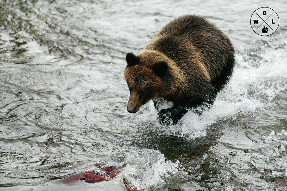 A grizzly bear chases a salmon, near Stewart, British Columbia. Photo credit: Sam Edmonds