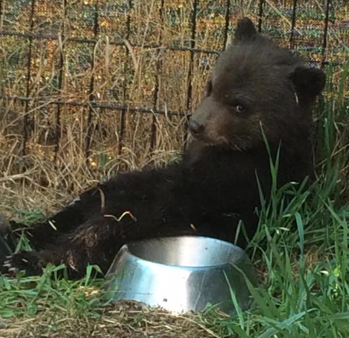 This black bear cub was killed by a Conservation Officer on May 5. Photo credit: Tiana Jackson