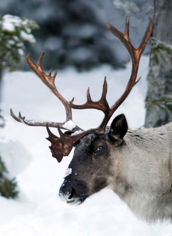Photo: Jim Lawrence / Kootenay Reflections Photography 