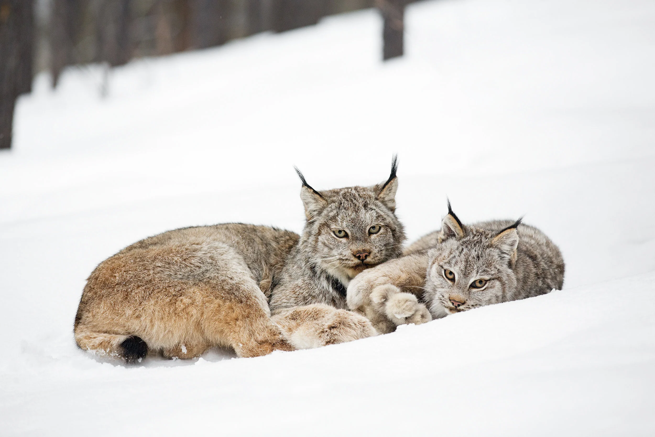 Photo: John E. Marriott