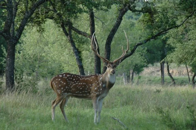 Axis Deer Hunts