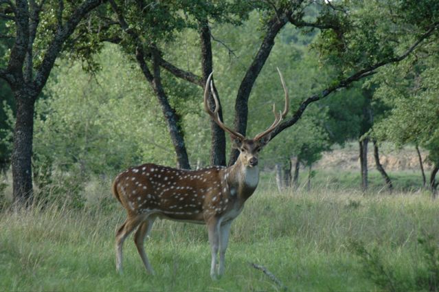 Axis Deer