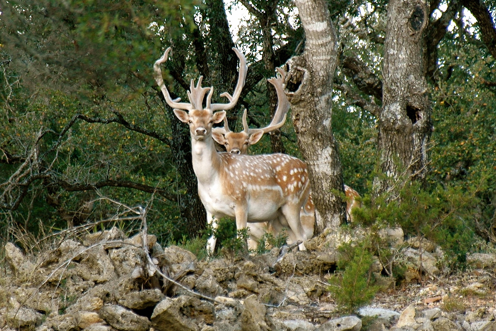 Fallow Deer