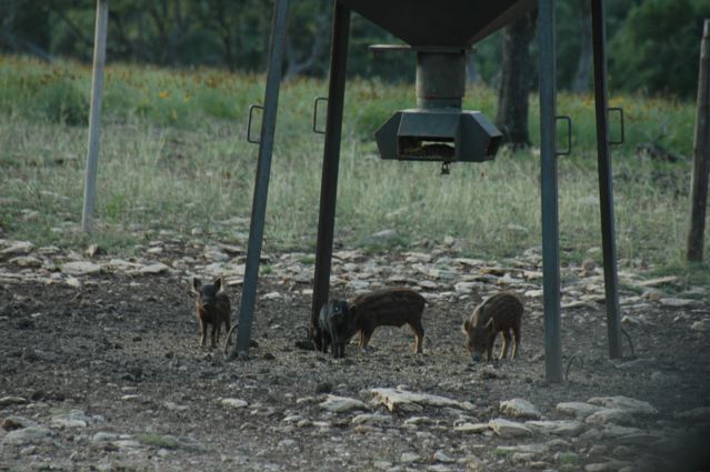 Feral Hogs