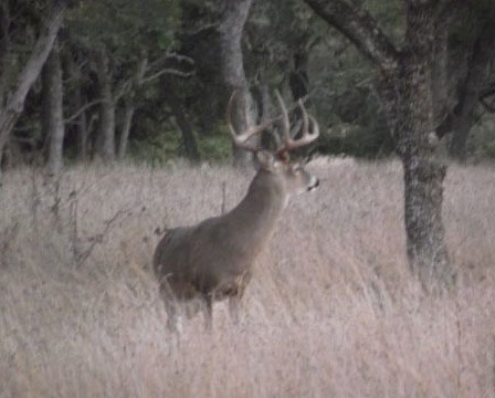 Whitetail Deer Hunts