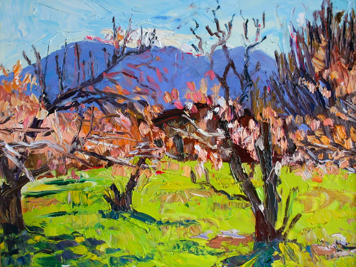 Apricot blossoms