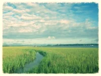 marsh.jpg