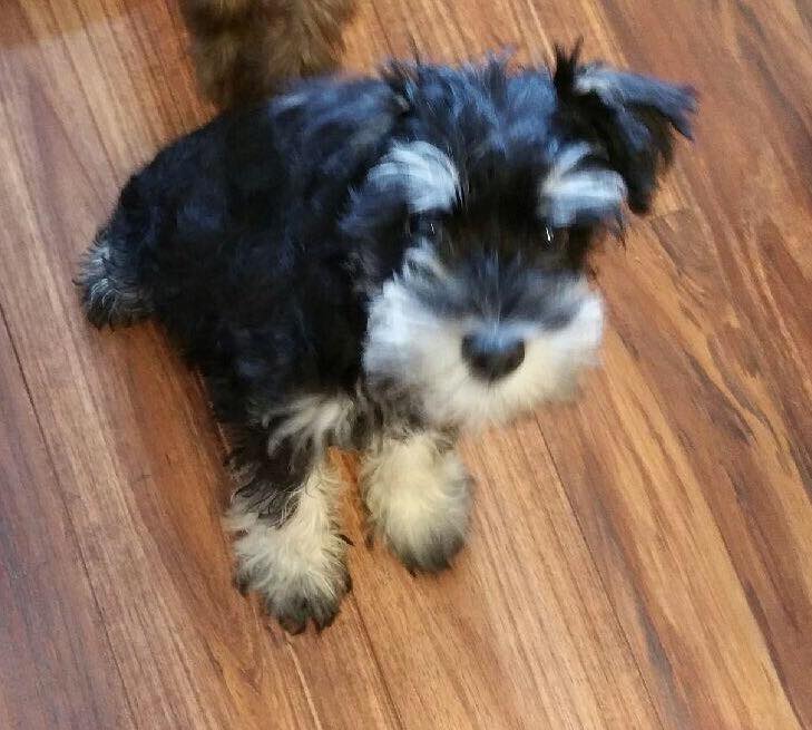 First picture we saw of Attie. 