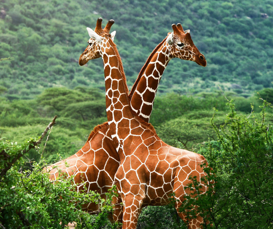 African Travel featured safari inspiration