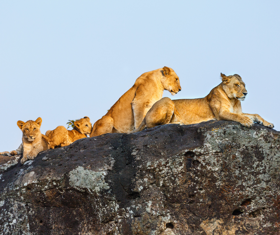 Lion family safari scene in Africa