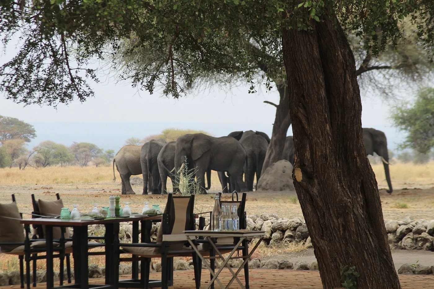 enjoying-lunch-with-elephants.jpeg