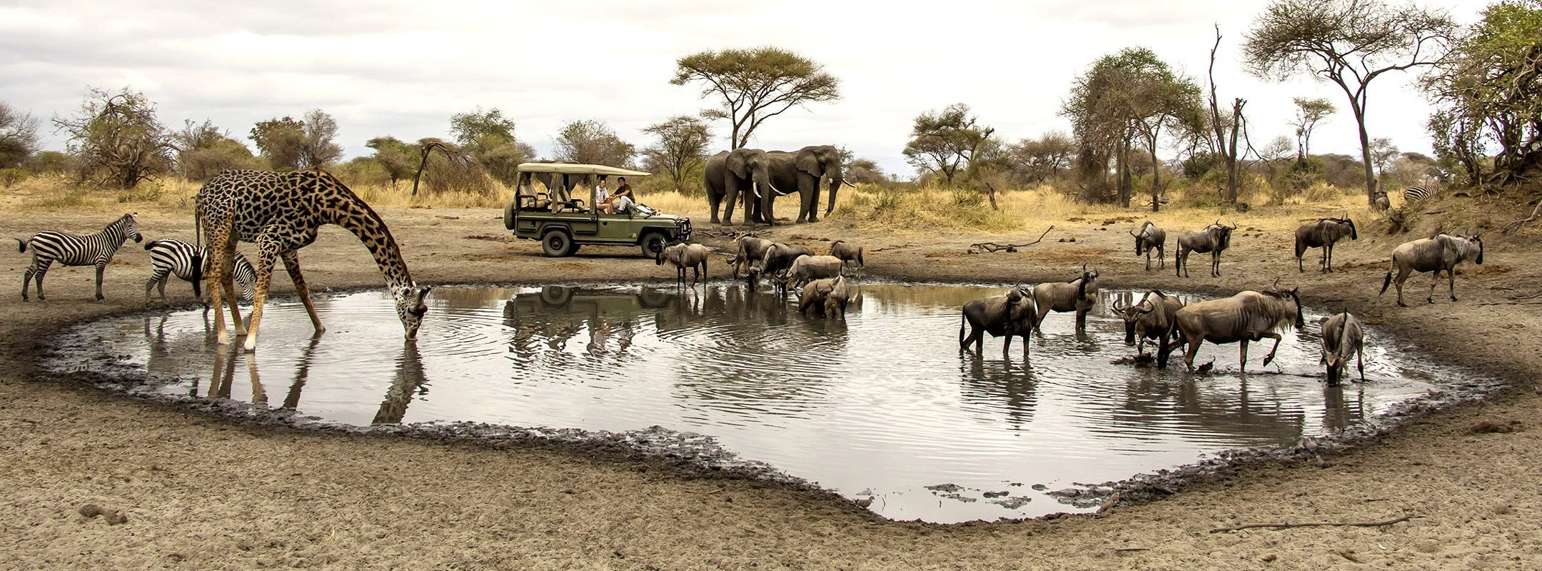 Tanzania_NorthTarangire_LittleChemChemWildlifeGameDrive-copy.jpeg