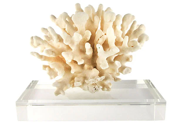 coralkingslane.jpg