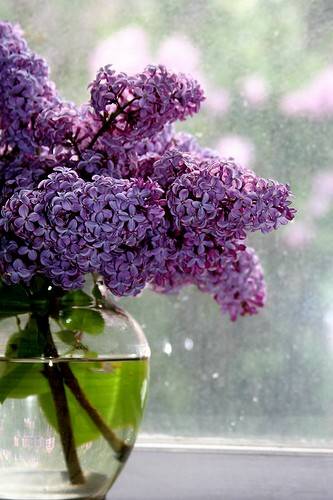 lilacs-vase.jpg
