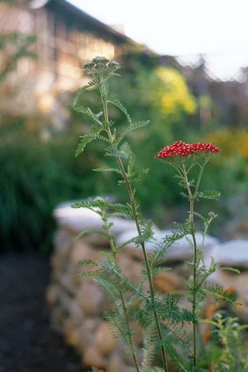 Green-Alchemy_Patio&Path05.jpg