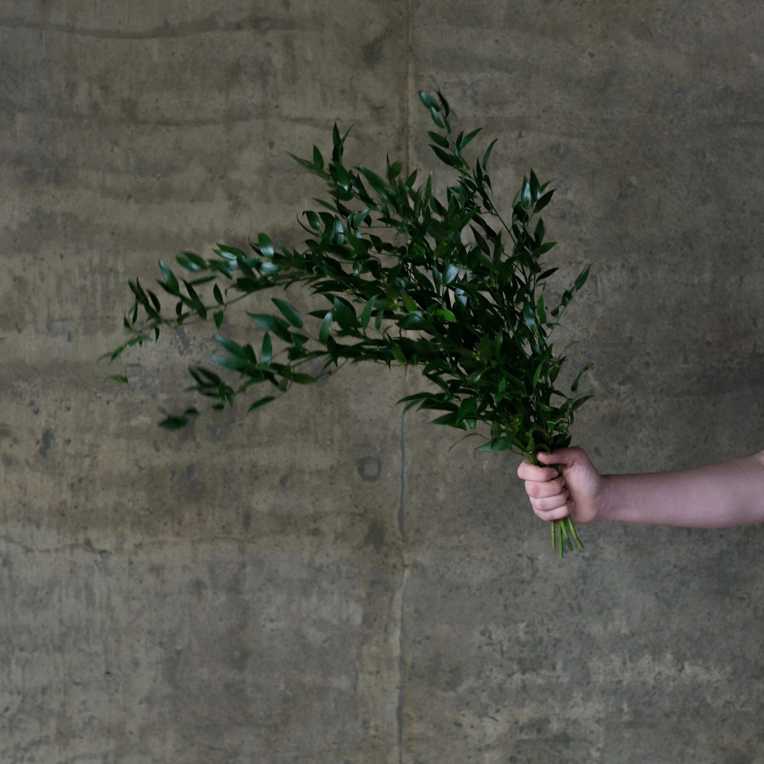 Italian Ruscus Bunch