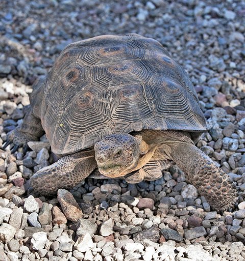 IMG_7611-Desert-Tortoise-THS-©2013-Dancing-Snake-Nature-Photography.jpg
